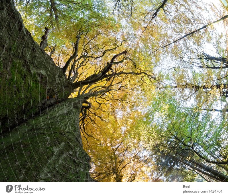 Blätterdach Umwelt Natur Pflanze Sonne Herbst Schönes Wetter Baum Blatt Wildpflanze Laubbaum Baumkrone Baumstamm Baumrinde Zweige u. Äste Wald Laubwald Wachstum