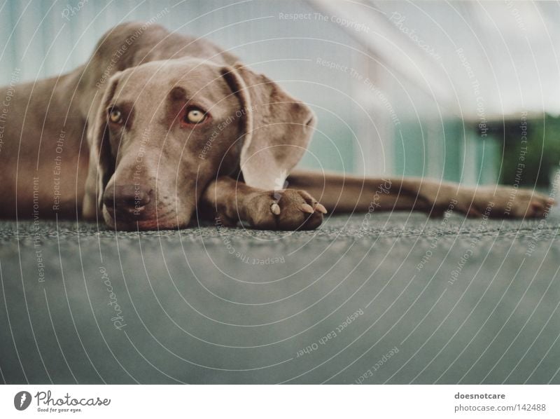 as days pass by. schön Tier Hund liegen niedlich Langeweile Müdigkeit Weimaraner Jagdhund analog Säugetier tia warten Farbfoto Gedeckte Farben Außenaufnahme