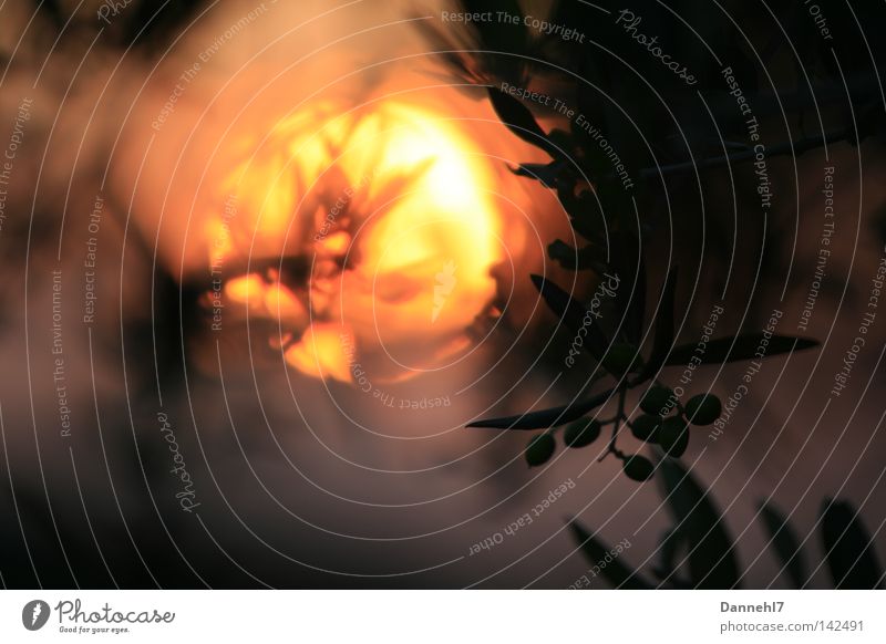 Oliven und die Abendsonne Sonne Sonnenuntergang Unschärfe Spanien Stimmung Baum orange grau Himmelskörper & Weltall Abenddämmerung