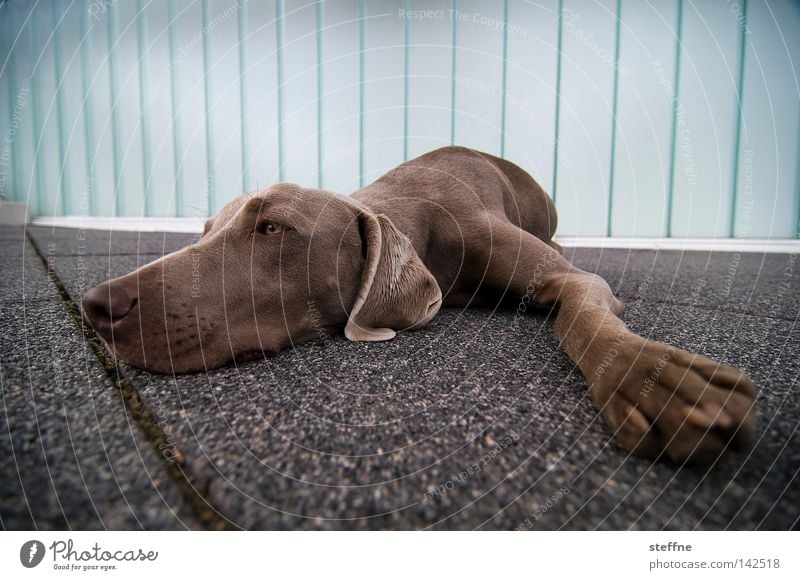 Montagsdepression Hund Tier Kuscheln Tierliebe Jagdhund Schnauze niedlich Hundeblick betteln schlafen Langeweile Säugetier Hundchen bellen Ein Herz für Tiere