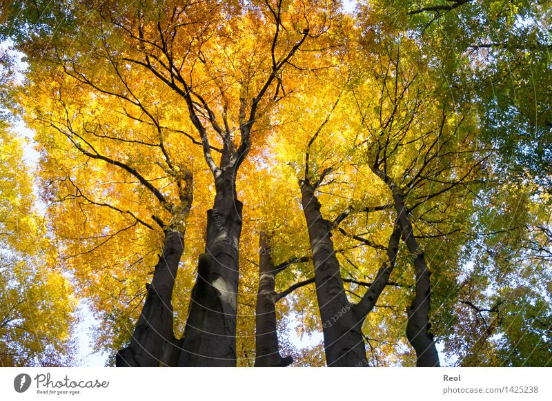 Krone Umwelt Natur Landschaft Urelemente Sonnenlicht Herbst Schönes Wetter Pflanze Baum Wildpflanze Baumkrone Blätterdach Blatt Buche Baumstamm Wald Buchenwald