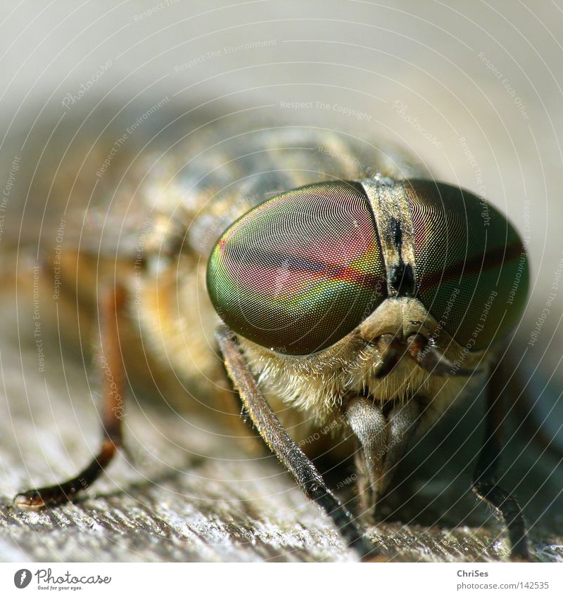 Männliche Bremse (Tabanus bromius) Zweiflügler Insekt Brunft Blut Tier Fliege saugen Schädlinge Pflanzenschädlinge Auge grau braun Holz Holzbrett Juckreiz Angst