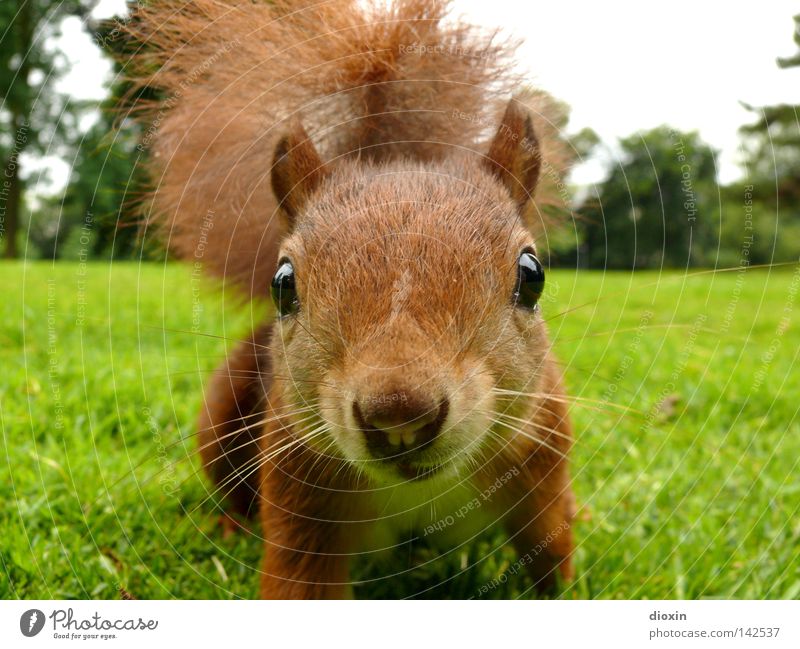 Der Dieb Haare & Frisuren Garten Umwelt Natur Gras Park Wiese Fell Wildtier Tiergesicht Pfote 1 beobachten frech nah Neugier niedlich positiv wild braun Freude