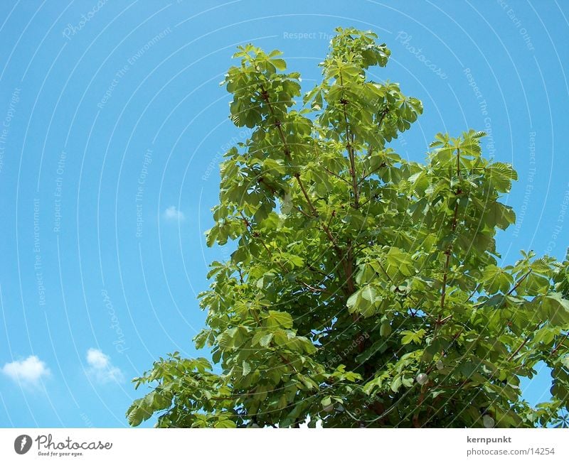 Baum und Himmel Luft grün Blauer Himmel