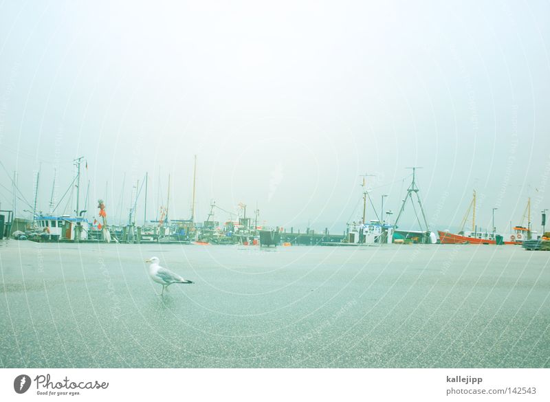 fischers fritze Wasserfahrzeug Vogel See Meer Tier Teer grau maritim Gewässer Hafen Jachthafen möve bird Straße Himmel Regen water Strommast kallejipp