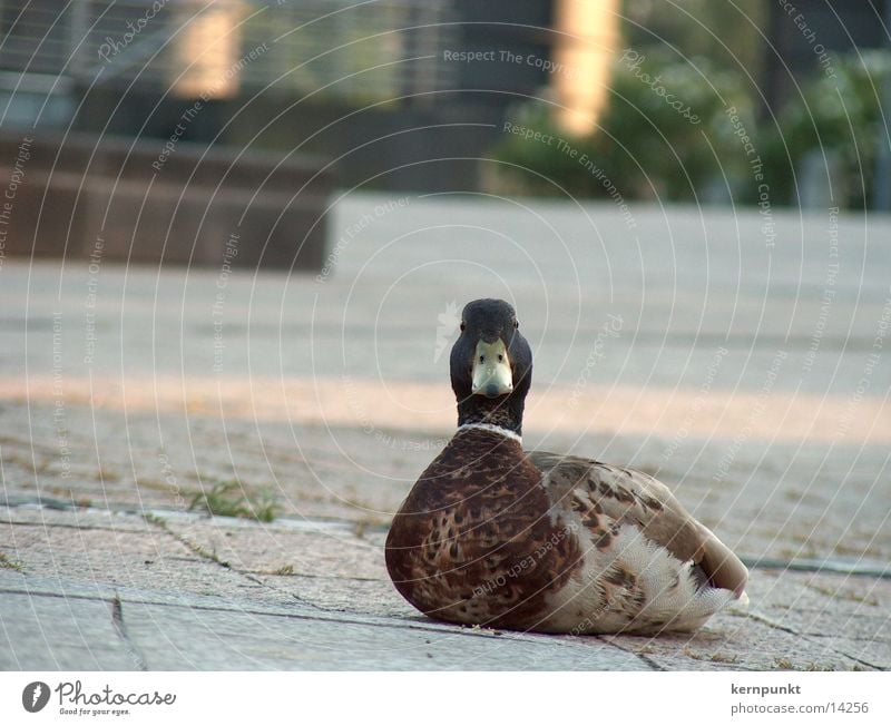 Ente süß-sauer trocken Steinboden ohne Wasser