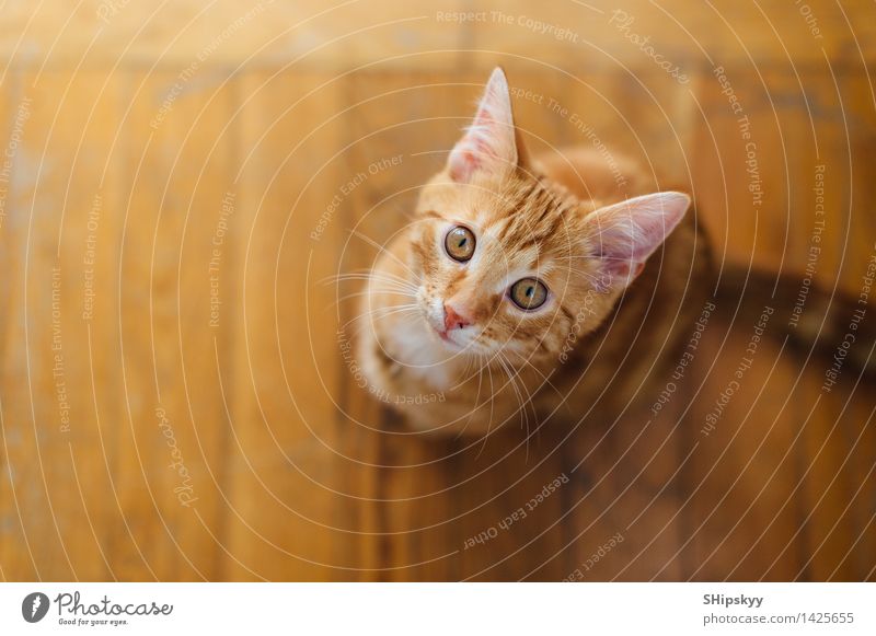 Kleine Katze, die auf dem Boden steht Auge Haus Tier Haustier 1 Tierjunges Blick sitzen gelb weiß Farbfoto mehrfarbig Textfreiraum links Hintergrund neutral