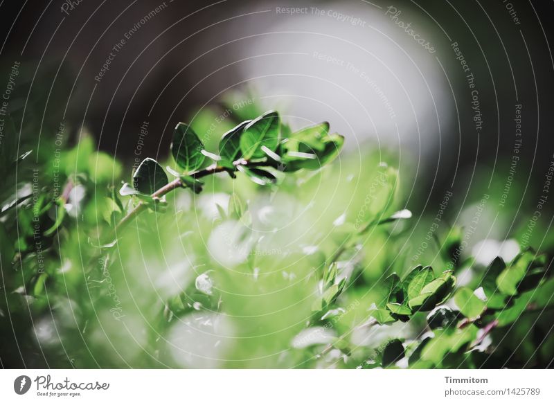 Etwas Licht. Umwelt Natur Pflanze Schönes Wetter Sträucher Blatt Garten leuchten ästhetisch natürlich grün schwarz weiß Hoffnung Farbfoto Außenaufnahme