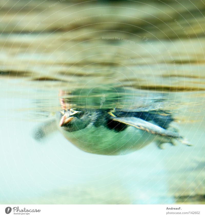 Pinguin von unten Südpol Arktis kalt Eis frieren Winter Polarmeer Meer Vogel Unterwasseraufnahme Froschperspektive Zoo Wasserfahrzeug Antarktis Wasserleiche