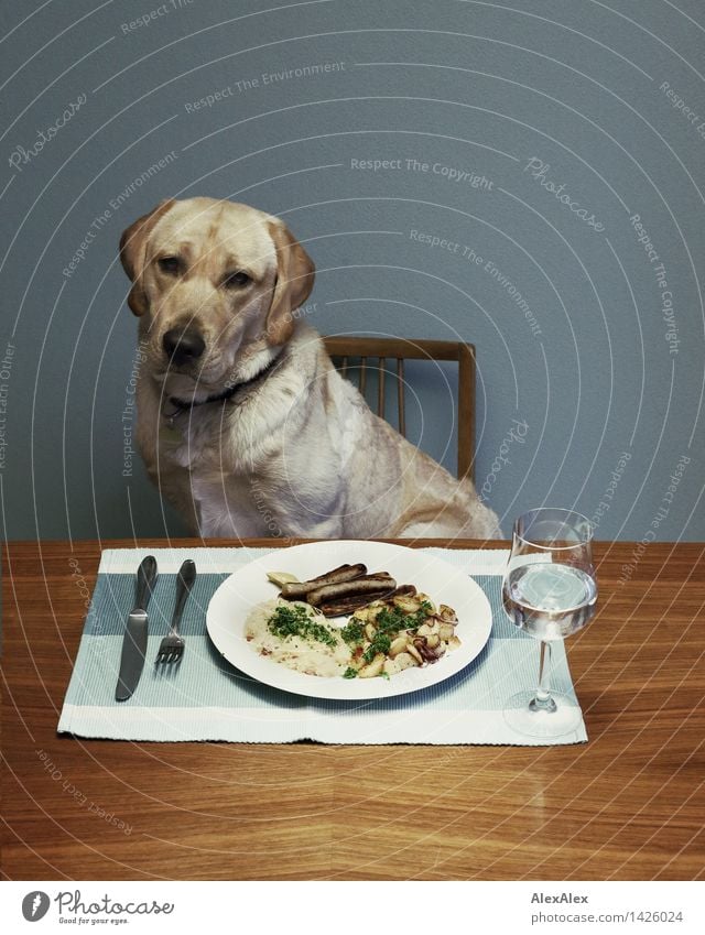 Junger, blonder Labrador sitzt an einem Esstisch vor einem Teller mit Nürnberger Würstchen, Bratkartoffeln und Sauerkraut - mit Wasser im Glas und Besteck