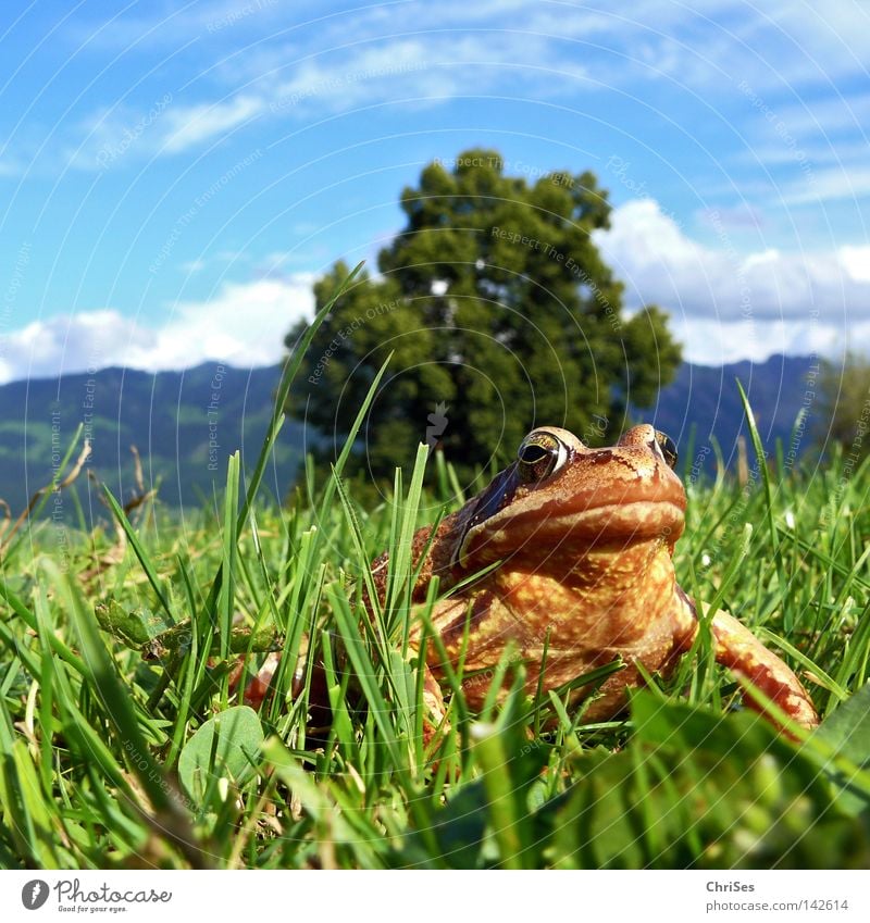 Grasfrosch : Der wahre König schaut ins Land_02 Lurch Froschlurche Rana hüpfen springen Blick entdecken braun grün blau Himmel Wiese Alpen Berge u. Gebirge