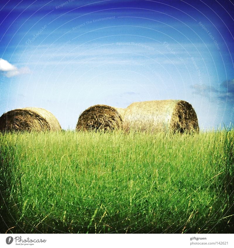 threesome Strohballen Wiese Sommer September Landwirtschaft Futter Herbst Feld Lomografie Himmel Ernte August Rolle Getreide bale of straw hay crop harvest