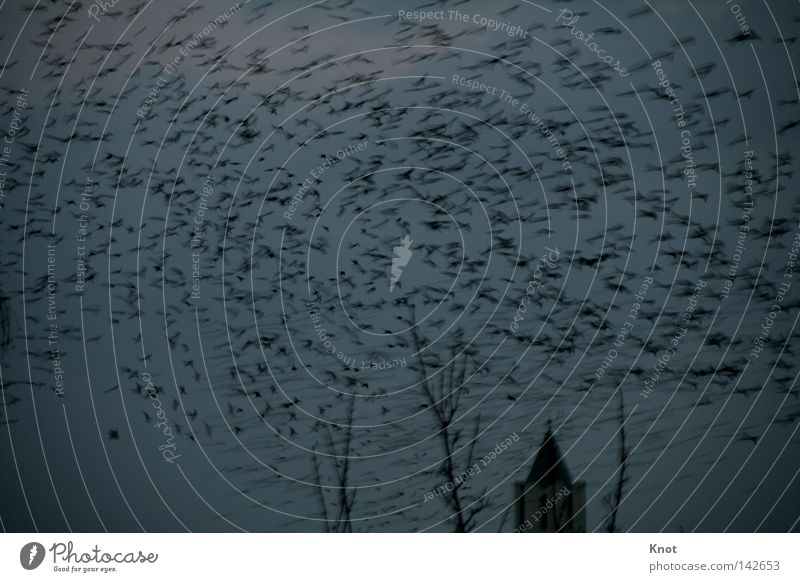 Vogelflut Dämmerung gruselig Nacht mehrere Kirchturm Angst Panik Himmel Schwarm sehr viele