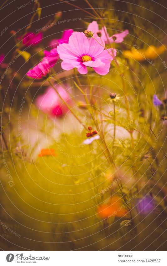 kleiner Nachschlag elegant Stil Design Natur Pflanze Sommer Schönes Wetter Blume Sträucher Blüte Blütenknospen Blumenwiese Gräserblüte Gras Garten Park