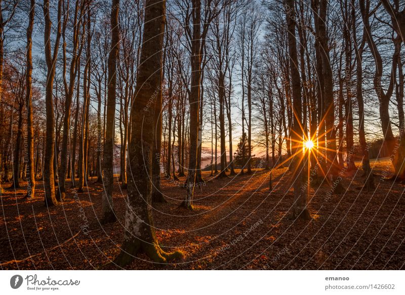 Herbstlich(t) Ferien & Urlaub & Reisen Tourismus Ausflug Berge u. Gebirge wandern Umwelt Natur Landschaft Pflanze Sonne Sonnenlicht Wetter Schönes Wetter Baum