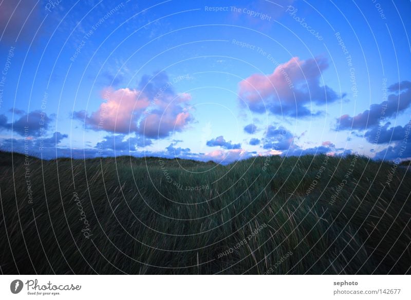 Dünenwind Sturm Gras Dünengras Wolken Kumulus violett grün ruhig Orkan rosa Geborgenheit Vertrauen Erholung kalt Herbst Winter Sommer Frühling geschlossen