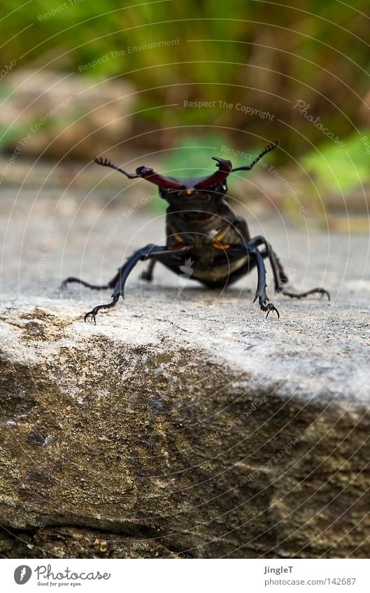 Naturbursche Naturstein Horn Hirschkäfer Ferien & Urlaub & Reisen Schiffsbug bedrohlich kühlen in der Ecke Piemonte Lago Maggiore Sommer Erholung entdecken