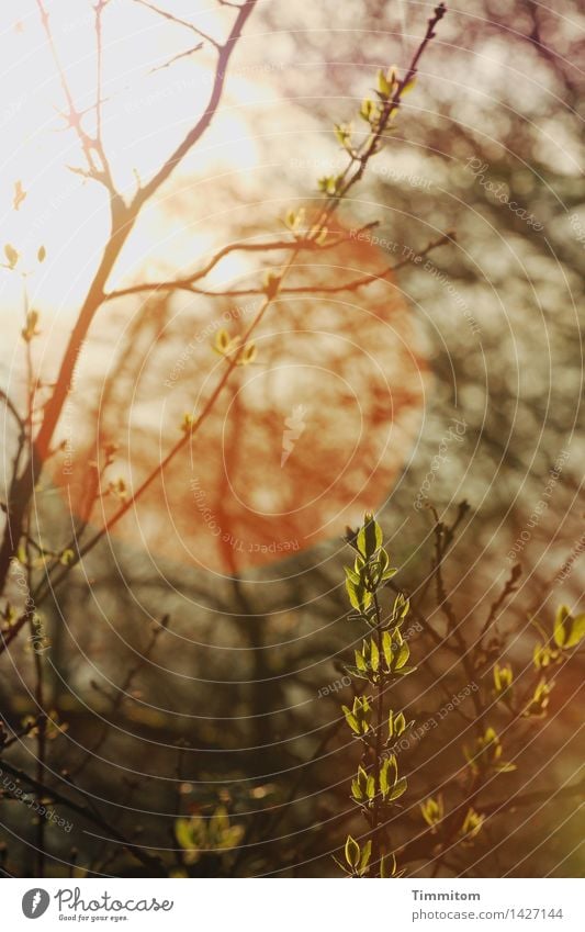 Der große Weg. Natur Sonne Sonnenlicht Frühling Schönes Wetter Pflanze Wachstum grün orange schwarz Ast Blatt Blattknospe Blendenfleck Wärme Hoffnung Beginn