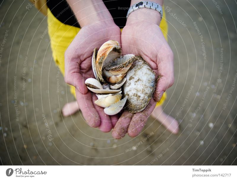 Mme Coquillage Muschel Muschelschale Strand Strandleben Sommer Sand Hand Finger Frau Fuß Ferien & Urlaub & Reisen Sommerurlaub Erholung Strandspaziergang Meer