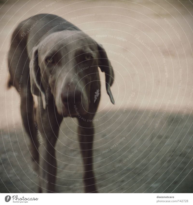 slow down. Tier Hund niedlich Langeweile Trauer Müdigkeit Weimaraner Jagdhund analog Säugetier Traurigkeit grau Blick Vignettierung Farbfoto Gedeckte Farben