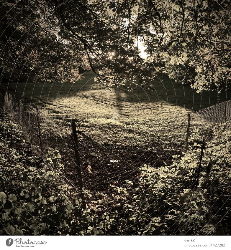 Abgesteckt Umwelt Natur Landschaft Klima Schönes Wetter Pflanze Baum Gras Sträucher Grünpflanze Wildpflanze Wiese Maschendrahtzaun Barriere Begrenzung Grenze