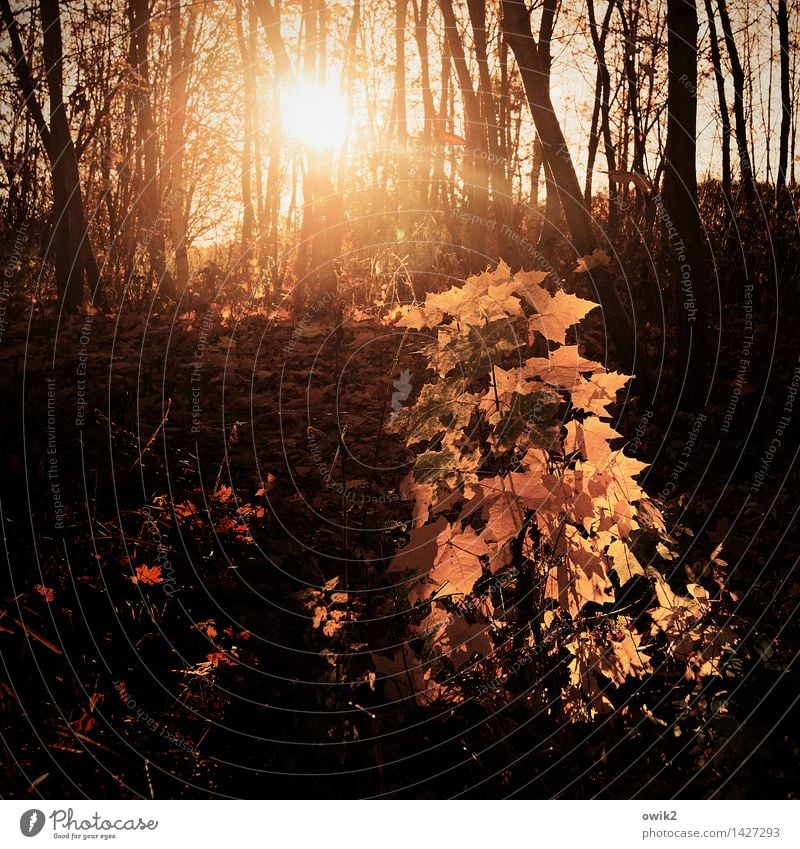 Herbstmode Umwelt Natur Landschaft Pflanze Klima Schönes Wetter Baum Sträucher Blatt Ahornblatt Zweige u. Äste leuchten glänzend klein mehrfarbig gold orange