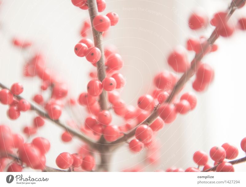 Ilex Stil exotisch schön Häusliches Leben Wohnung Innenarchitektur Dekoration & Verzierung Pflanze Grünpflanze rosa rot Erotik Weihnachten & Advent Blume Vase