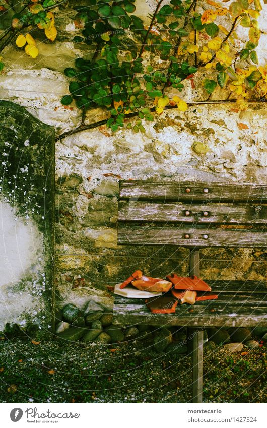 !trash! 2015 | da liegt er Umwelt Natur Urelemente Erde Herbst Wetter Pflanze Gras Sträucher Blüte Grünpflanze Wildpflanze Garten Mauer Mauerpflanze Bank