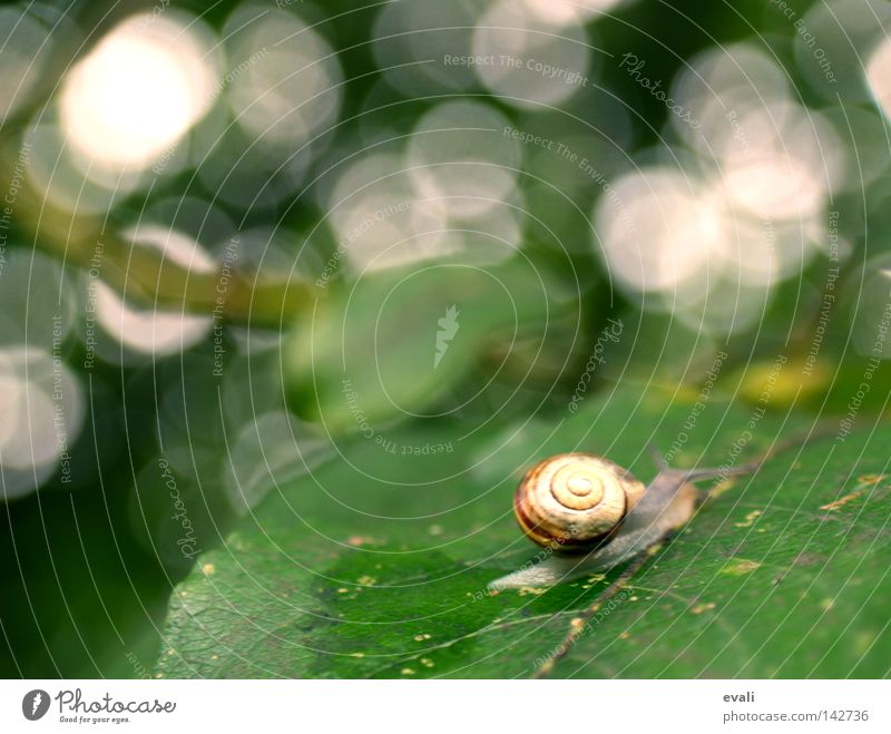 Time sometimes flies like a bird, sometimes crawls like a snail. grün Blatt Baum weiß Schneckenhaus Spuren Schleim Schleimspur krabbeln langsam Zeit slug leaf