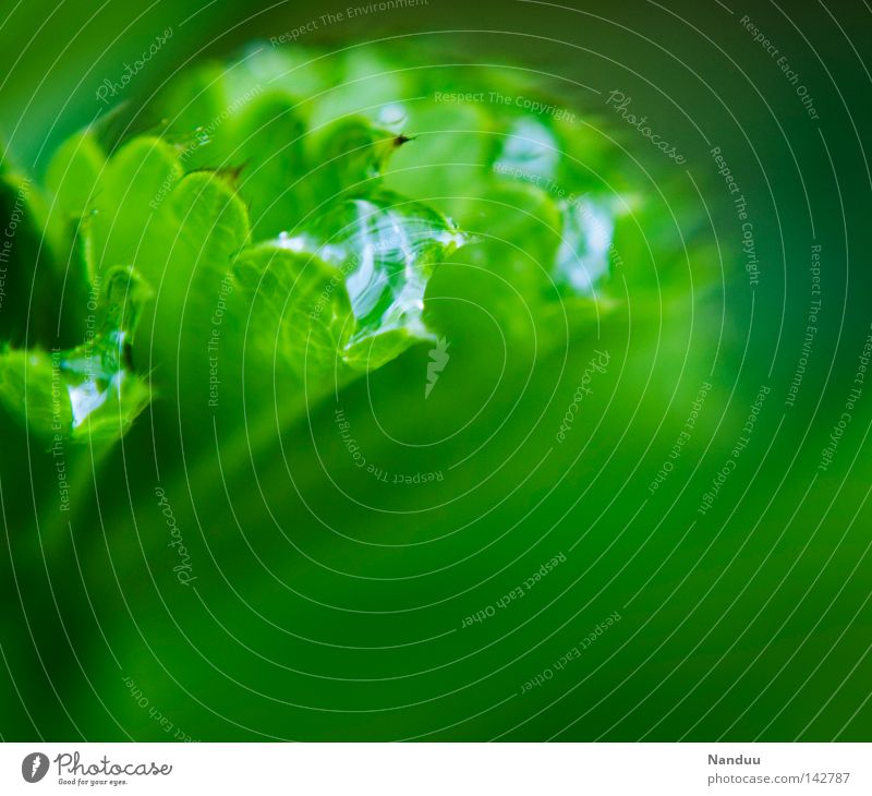 Wasserspeicher Natur Frauenmantel Pflanze Blatt Wassertropfen Tropfen Regen nass feucht frisch Heilpflanzen grün Rosengewächse Tau Sauberkeit rein knackig