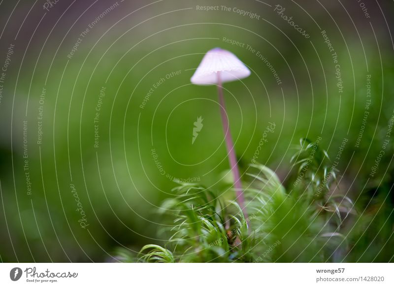 Filigran Natur Pflanze Herbst Moos Wald klein braun grün rosa Pilz Pilzhut winzig Waldboden Moosteppich Makroaufnahme Querformat Farbfoto mehrfarbig