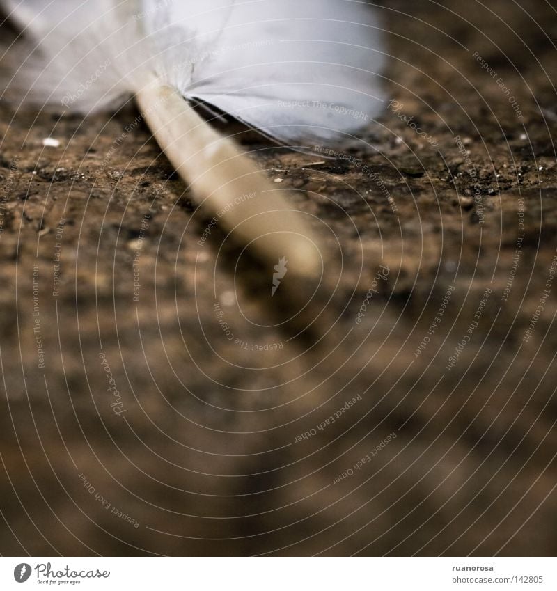 Icarus Feder Blattadern Haare & Frisuren Vogel Strukturen & Formen Makroaufnahme Nahaufnahme Bodenbelag Schilfrohr Garnspulen unten Stoff Flaum Behaarung Erde