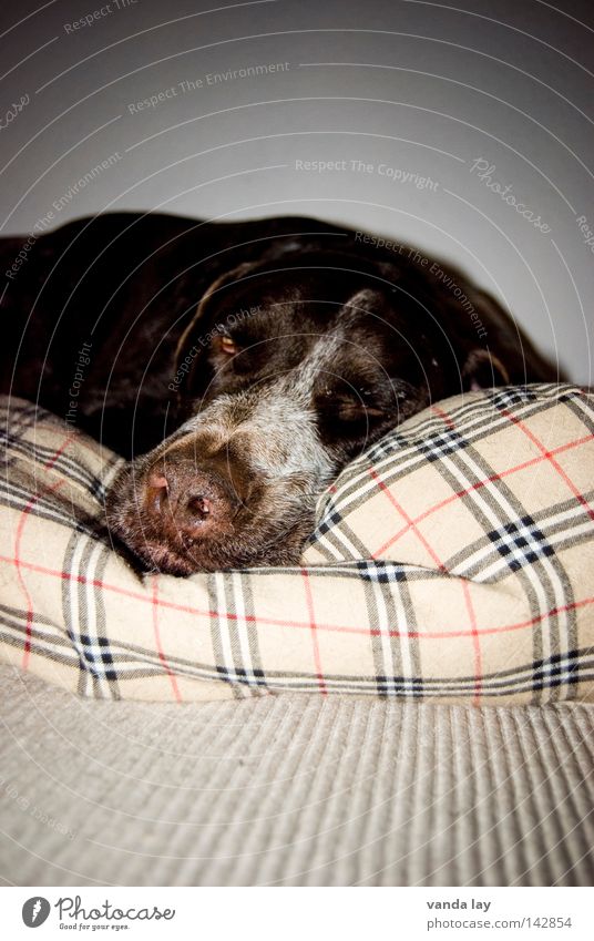 Schlafmütze Jagdhund Hund Tier Treue beste Kissen Platz braun Säugetier schlafen Erholung fertig Teppich Linie Langeweile Frieden Schlafzimmer paul