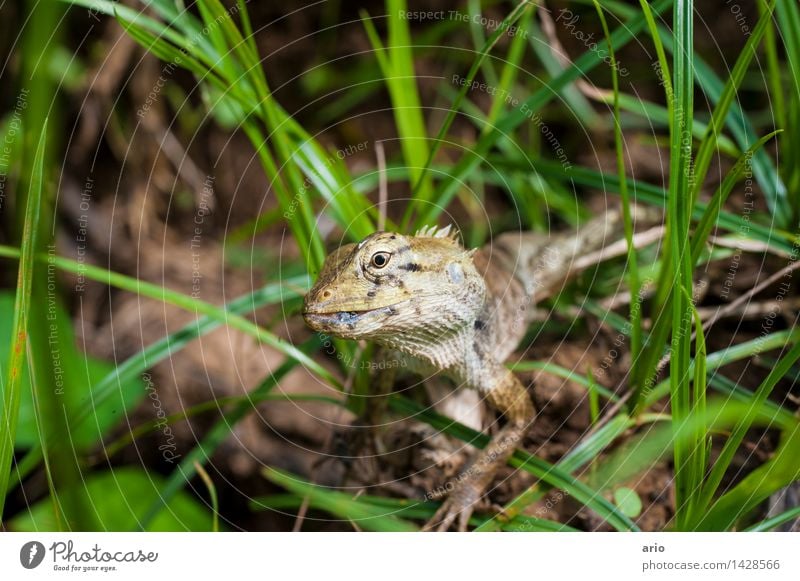 Echse Natur Tier Gras Wiese Urwald Wildtier Tiergesicht Schuppen Echsen 1 frech Neugier stachelig grau grün Farbfoto Außenaufnahme Nahaufnahme Detailaufnahme