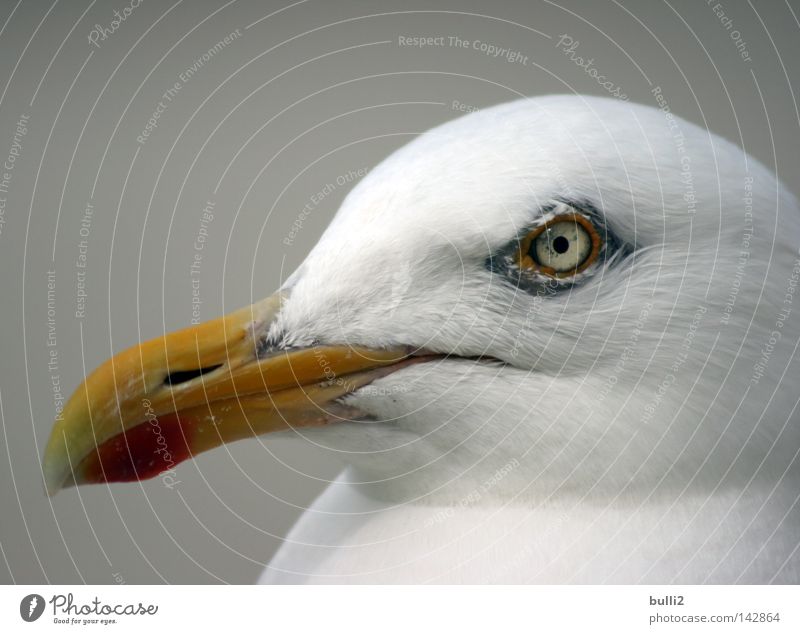 Schau mir in die Augen! Möwe Vogel Schnabel Niederlande Strand Gier Nordsee Texel