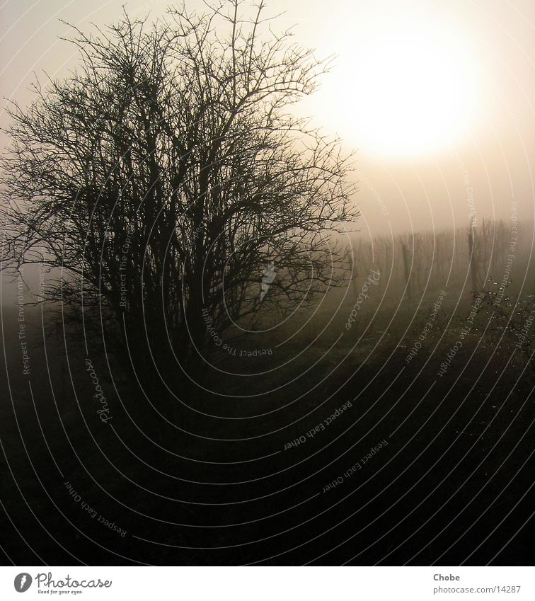 light in the fog Nebel Baum Wein Weinberg Licht Sonne