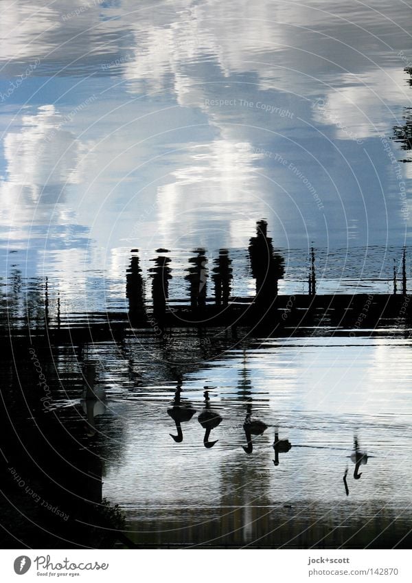 Schwanensee Ausflug Wolken Schönes Wetter Park Tiergruppe träumen ruhig Inspiration Surrealismus Brücke Fantasygeschichte Wasseroberfläche Besucher abstrakt