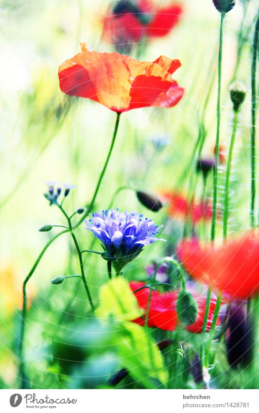 mo(h)ntag Natur Pflanze Frühling Sommer Schönes Wetter Blume Gras Blatt Blüte Wildpflanze Mohn Garten Park Wiese Feld Blühend verblüht Wachstum schön grün rot