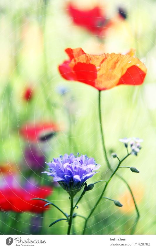 es mo(h)ntagt so schön Natur Pflanze Frühling Sommer Schönes Wetter Blume Gras Blatt Blüte Wildpflanze Mohn Garten Park Wiese Blühend Duft Wachstum grün rot