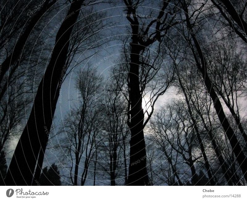 Schein der Toten Baum Licht Nacht Langzeitbelichtung mystisch unheimlich dunkel gruselig Himmel Mond blau