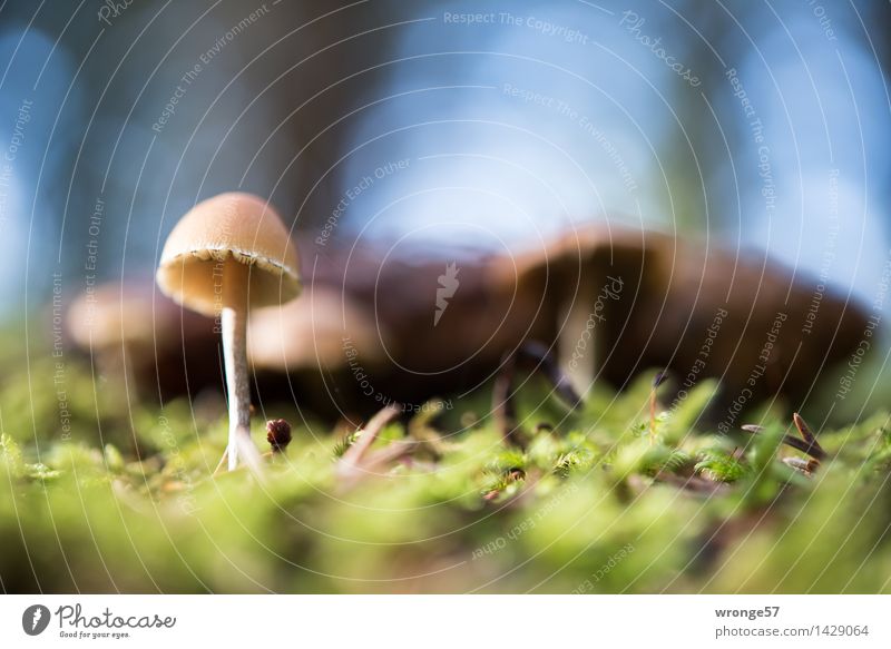 bodennah Natur Pflanze Erde Herbst Moos Wald klein blau braun grau grün Pilz Waldboden winzig Makroaufnahme Gegenlicht Reflexion & Spiegelung Unschärfe