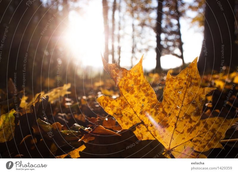 Herbstlaub Natur Pflanze Erde Sonne Sonnenaufgang Sonnenuntergang Sonnenlicht Wetter Schönes Wetter Blatt Wald authentisch nah natürlich braun gelb orange