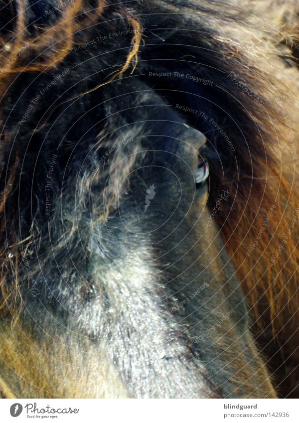 Wild Horses Pferd Huf Unpaarhufer Mähne Fell Reiten Wildpferde Auge bleich Kaltblut Tier Nutztier Arbeitstier Fohlen Züchter Tierzucht Vieh Ausritt