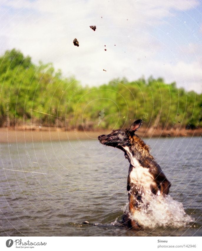 Aqua Aerobic I Farbfoto Außenaufnahme Textfreiraum links Freude Spielen Sommer Wassersport Sand Wassertropfen Sonne Schönes Wetter Küste See Fell Haustier Hund