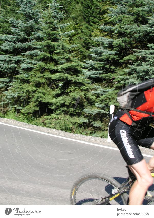 madmisson Baum Wald Fahrrad Marathon Erzgebirge Sport Zweig east Sonne Straße