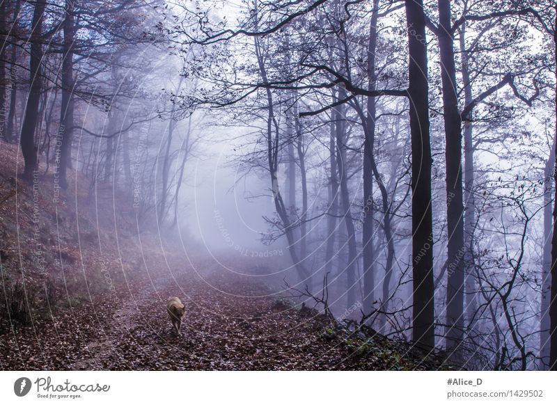 Hundewetter Tier Haustier außergewöhnlich gruselig blau violett Mystisch bizarr Wege & Pfade Wald Waldboden Nebelwald Herbst herbstlich Herbstlaub Herbstwald