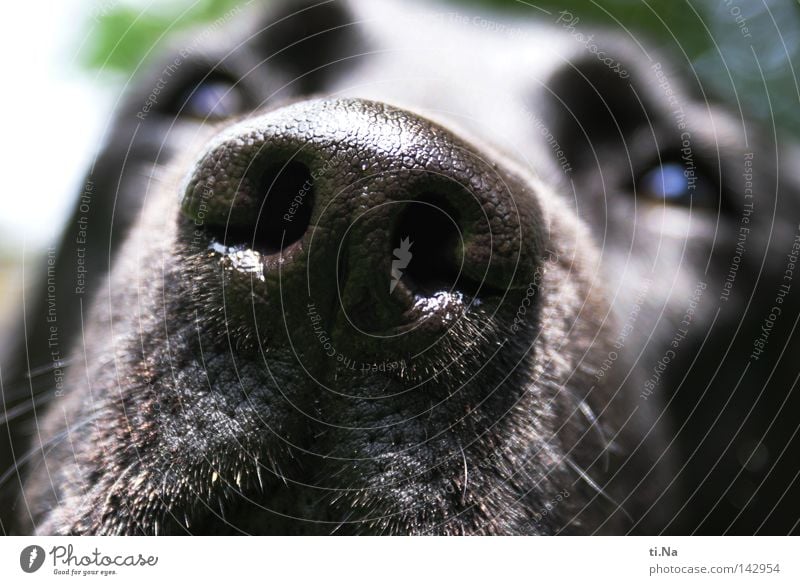 Ich rieche und sehe Dich (Cora) Sommer Haustier Hund Tiergesicht Fell 1 atmen füttern gehen Jagd Kommunizieren laufen Blick Freundlichkeit lustig natürlich grün