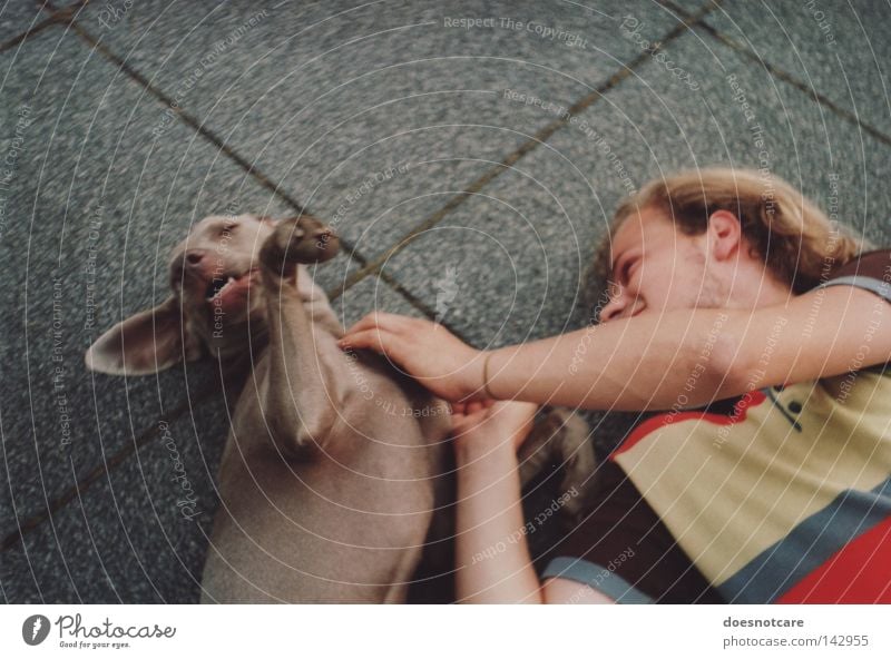 to romp about. Freude Spielen Mann Erwachsene Tier Haustier Hund Pfote genießen Liebe niedlich Tierliebe Weimaraner Zuneigung Tierschutz analog Jagdhund