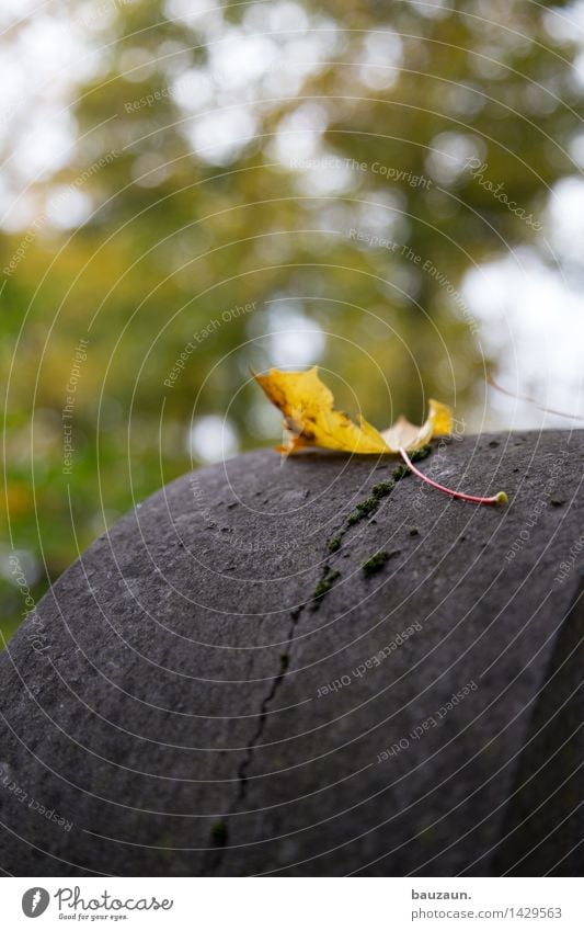 \. Garten Umwelt Natur Himmel Wolken Herbst Baum Blatt Grab Grabstein Friedhof Stein Traurigkeit kalt natürlich trist Gefühle Stimmung ruhig Glaube Sorge Trauer