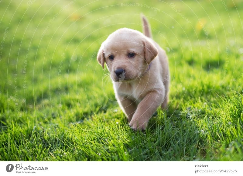 taps Natur Wiese Tier Haustier Hund 1 Tierjunges beobachten entdecken laufen Blick blond Freundlichkeit frisch schön natürlich Neugier niedlich Zufriedenheit